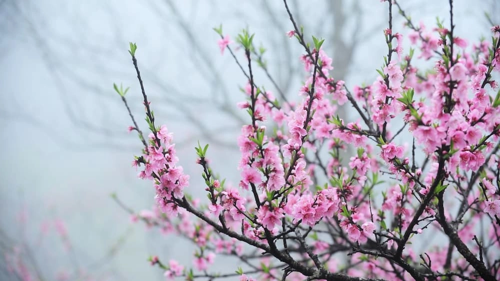 hình ảnh ngày tết trong ngày-1