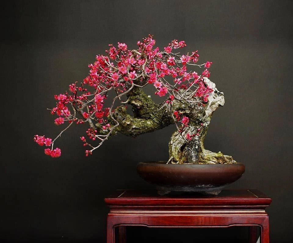 cay-dao-bonsai