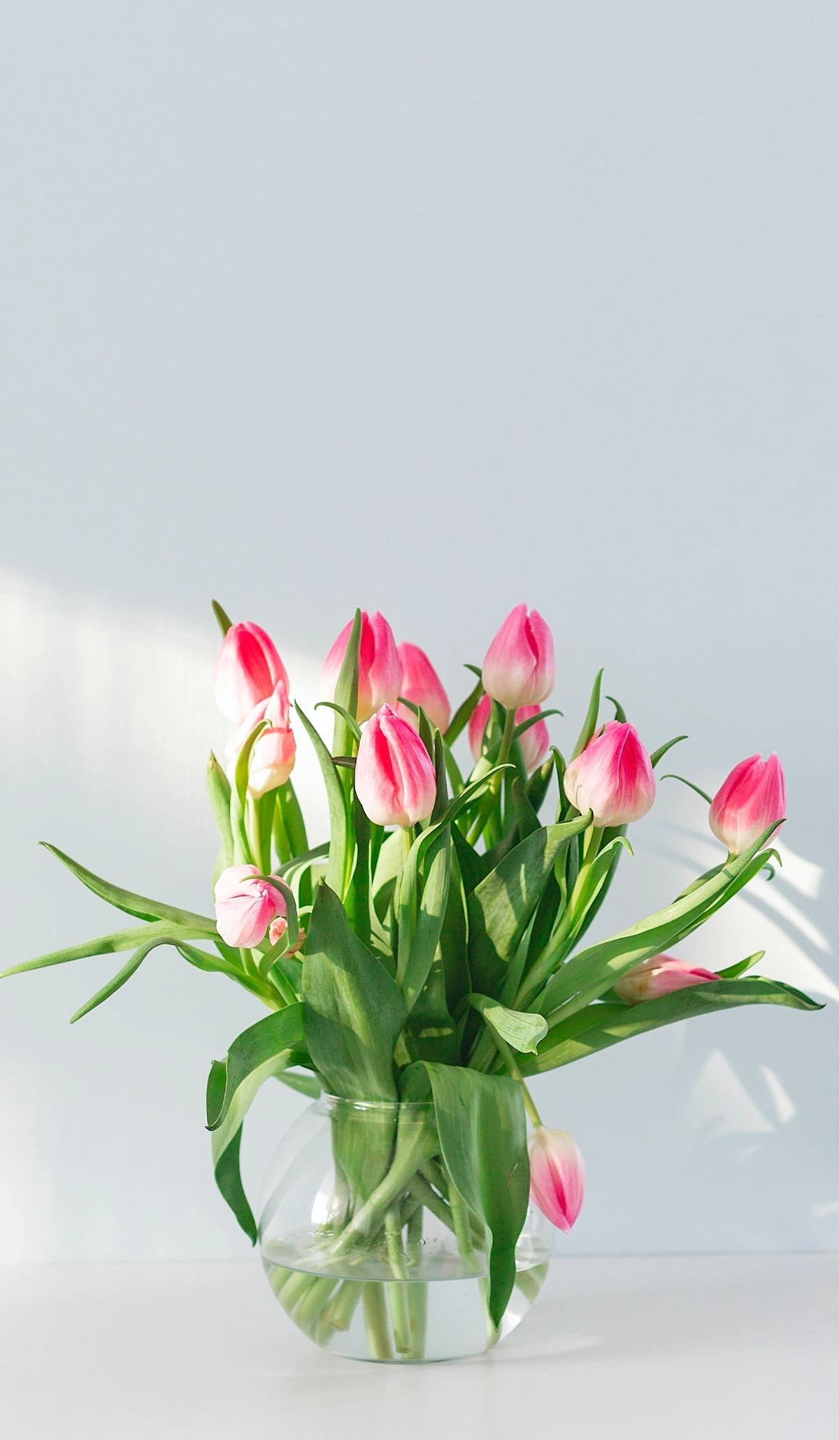 hình nền hoa tulip cho điện thoại-hong-8