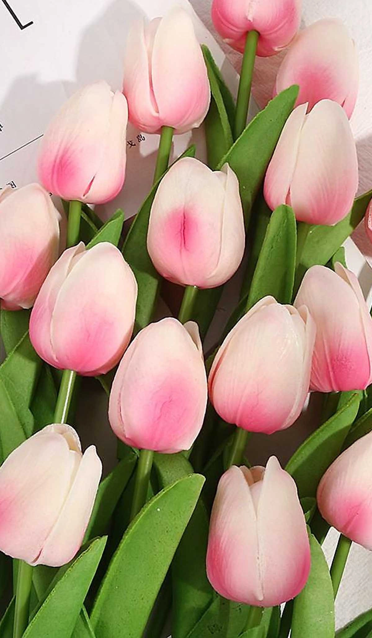 hình nền hoa tulip cho điện thoại-hong-4