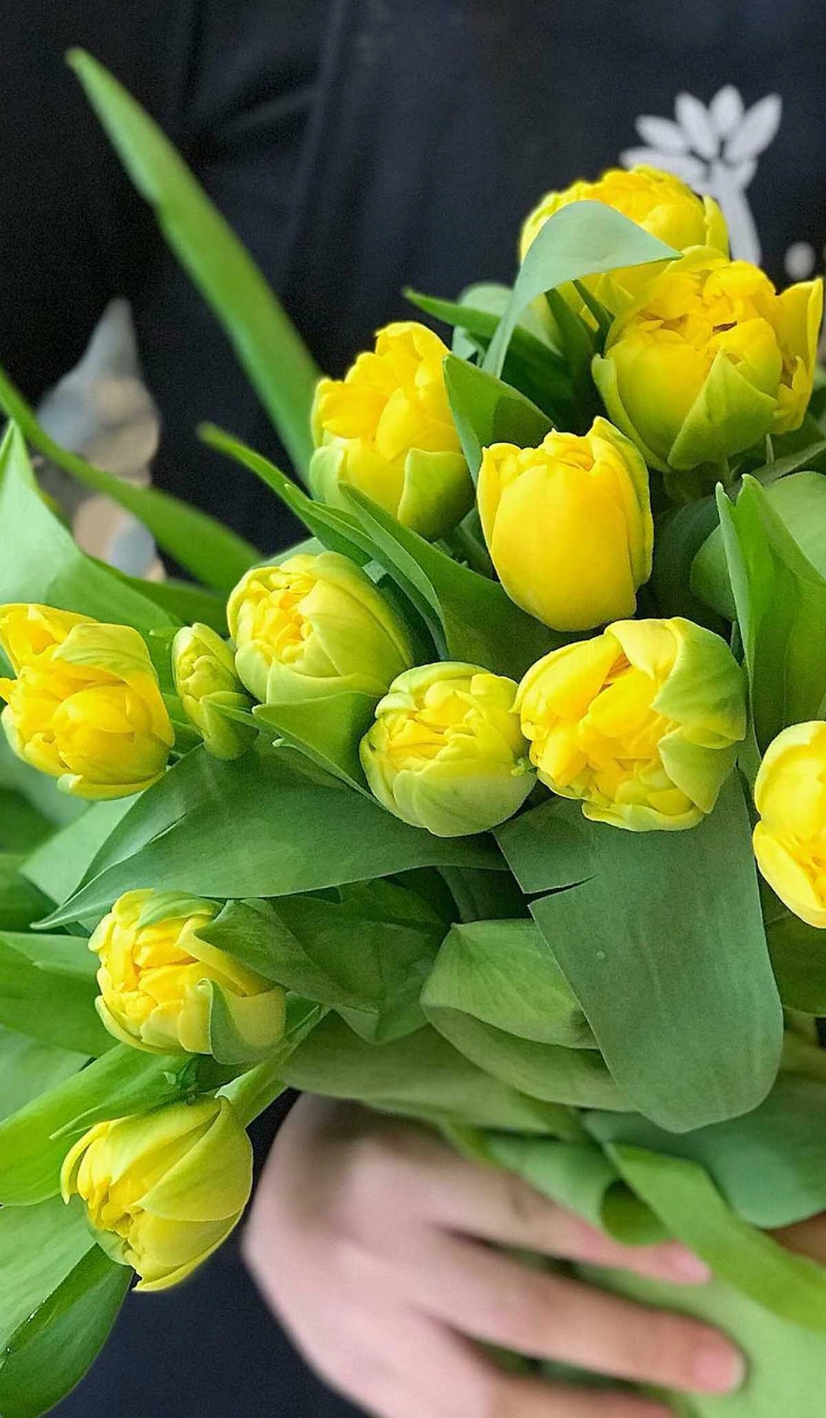 hình nền hoa tulip cho điện thoại-điện thoại-rượu-1