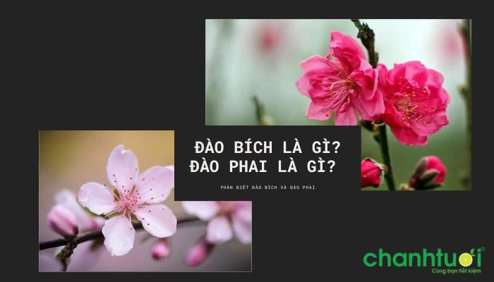 Đào bích và đào phai là gì?